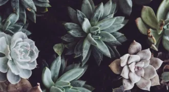 Signature Land Plots at Aljurf Gardens